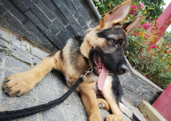 德牧从当时的幼狗长大了，它也不懂事了，乃至敢跟网民较劲儿