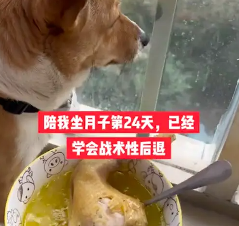 坐月子天天给狗喂鸡汤,结果20天后它都反胃了,一看鸡汤就后退!