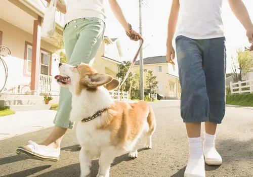 据说养狗后的人都有这些“困扰”