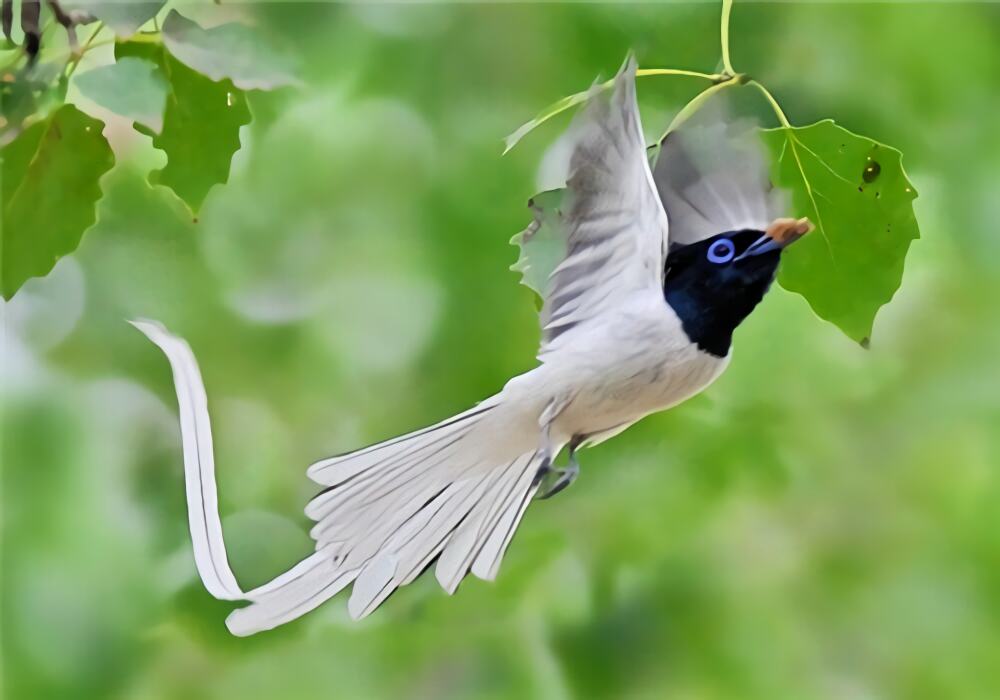 寿带鸟身份信息