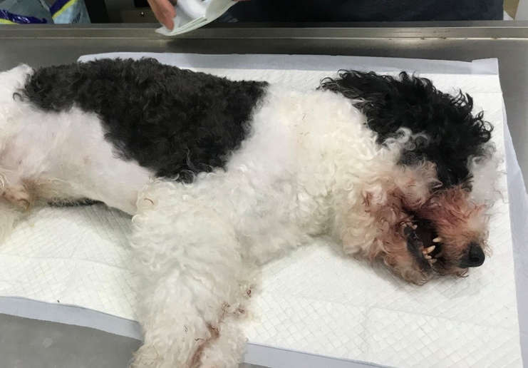 朝阳一小区多只宠物狗被毒死,警方介入调查