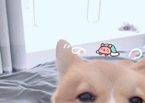 一宠主家的小柯基从小就喜欢玩逗猫棒,主人:我怀疑养了只假狗