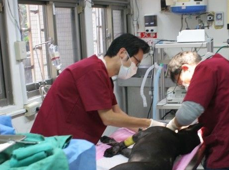 比特犬出门被车撞 满身是血上下颚骨折全碎