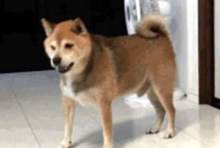 主人忘掉给柴犬喂食,柴犬气的丢碗,甩碗的姿势笑到主人肚子痛