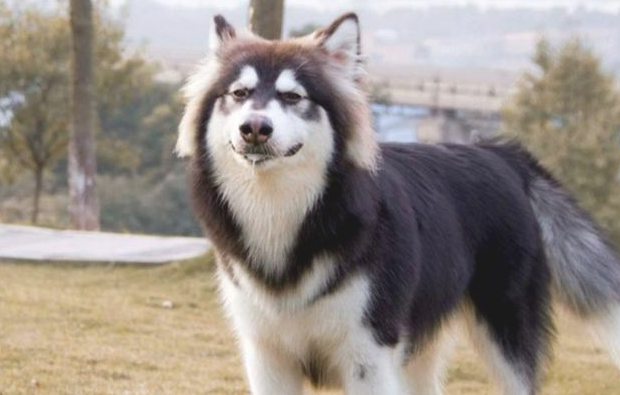 阿拉斯加犬赖上快递小哥，日夜兼程等投喂，铲屎官：究竟到底是谁主人家？