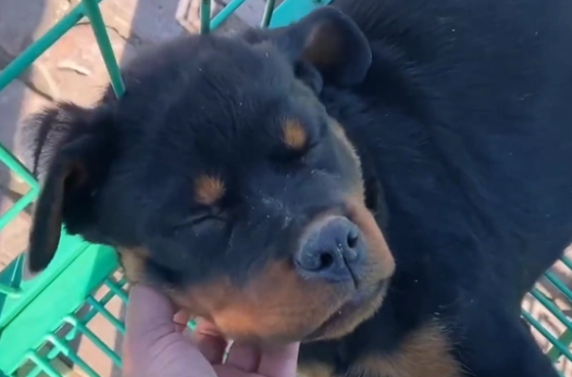 冷门烈性犬罗威纳竟还能卖到1万6？网友：大哥太牛了