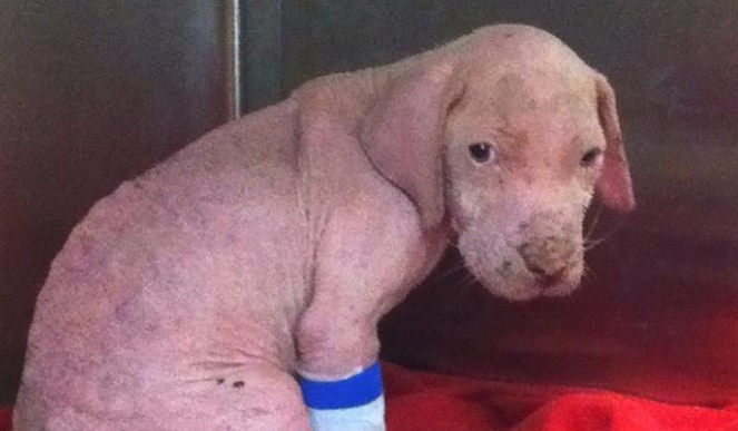 被遗弃的无毛斗牛犬,终于等到了它的救命恩人回来收养它