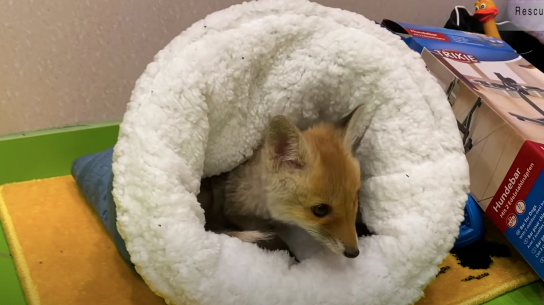 网友捡到5只小猫,兽医却说不是猫而是狗,但等它们长大后……
