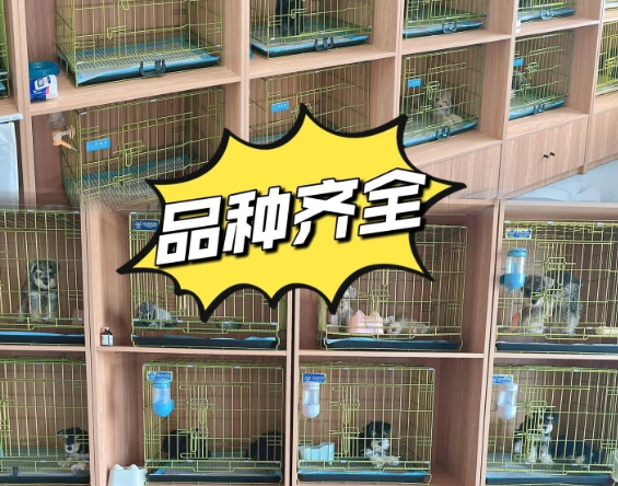 杭州宠物猫狗交易市场来了,杭州买狗买猫了