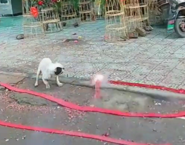 新店开业放鞭炮,斗牛犬跳进鞭炮堆里狂叫,狗:旺旺旺……