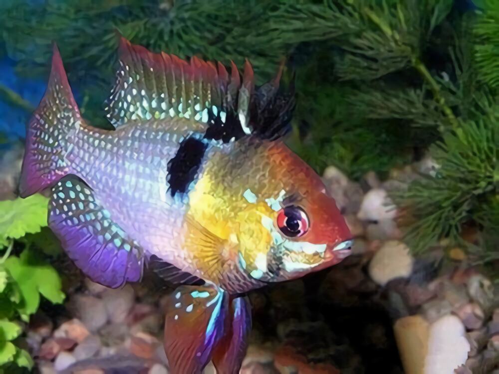 荷兰凤凰身份信息