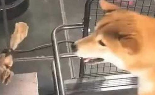 为了更好地激励自己柴犬减肥瘦身,网友竟想到这一方法,柴犬大写的生无可恋