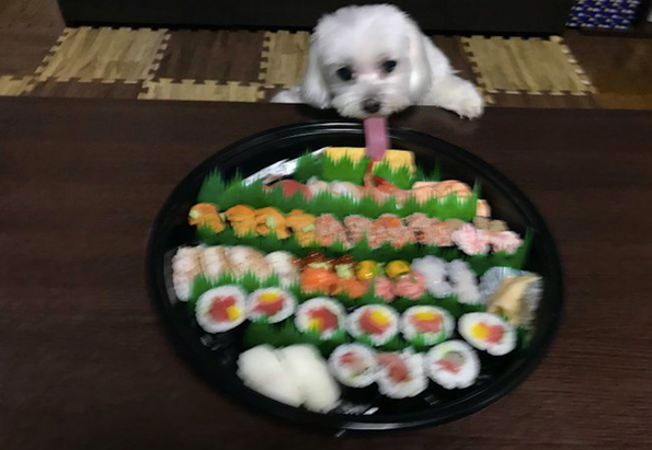 狗狗为了更好地能吃到寿司,把嘴巴伸得老长,第一次见那么长的嘴巴啊!