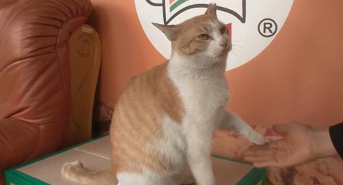 猫咪被当狗狗训练,学会听指令装死