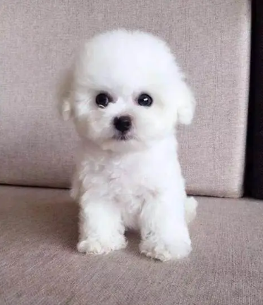 比熊犬——我顽皮、呆萌还可爱!请让我自己度过尴尬期,好吗?