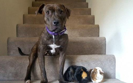 都说把比特犬和荷兰猪养在一起不安全性,但主人家還是那麼干了