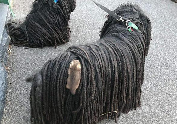 带拖把犬出门遛弯,发现它的背上沾着啥,搭便车呢?