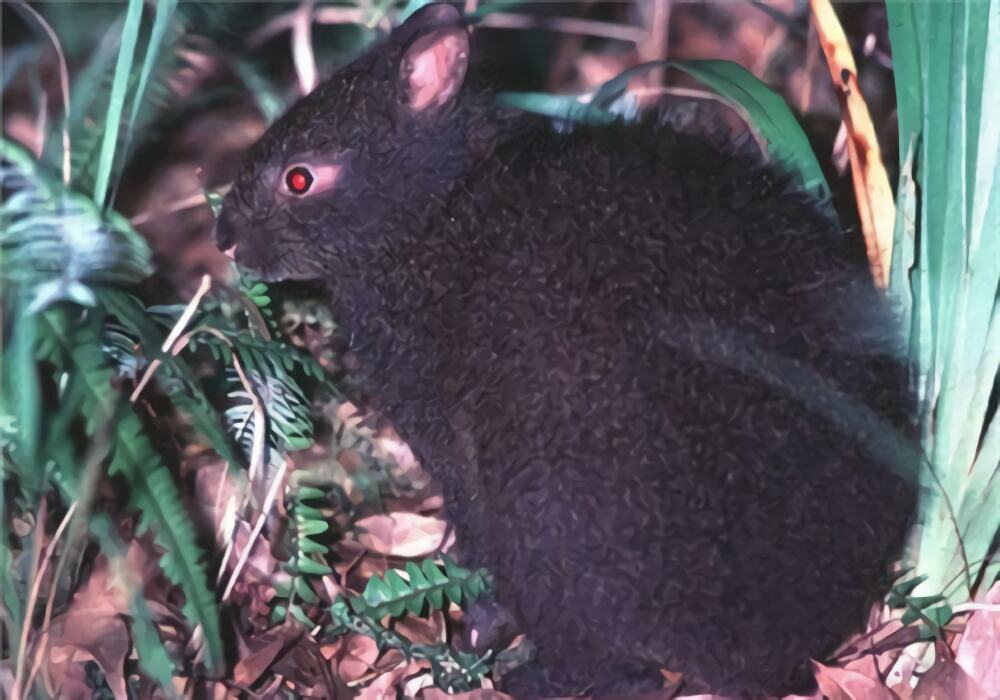 琉球兔身份信息