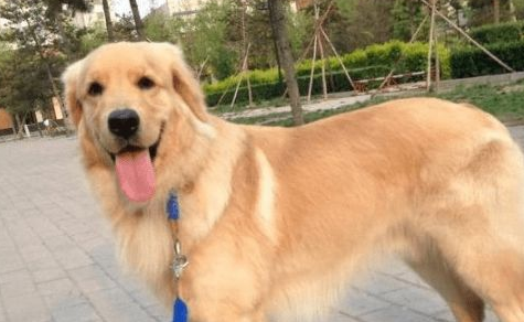 狗狗嘴巴肿了两个大包,以为生病了,正要送医院,结果发现蹊跷