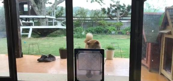 主人给柴犬准备宠物门,结果它愣了一下后,偏偏和主人作对