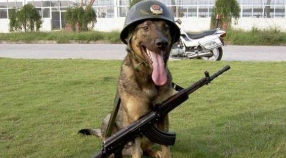 中华土狗为啥不能做军犬,听完兵哥哥的解释,网友:确实不敢用!