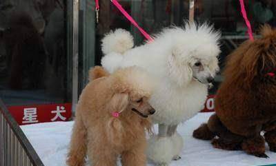 竟有人训练“陷阱狗”，专门诱拐你家狗卖到狗市，4种狗最易忽悠