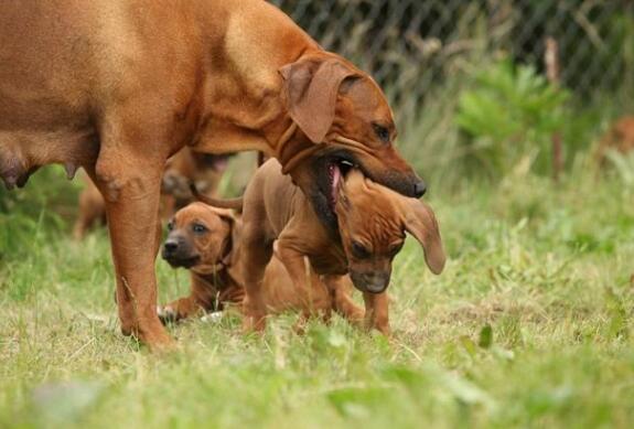 母狗将幼犬叼到主人面前,是想“告诉”你这些事