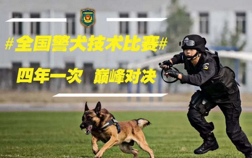 小黑警犬眉眼间横贴ok蹦 坚定小表情萌翻网友