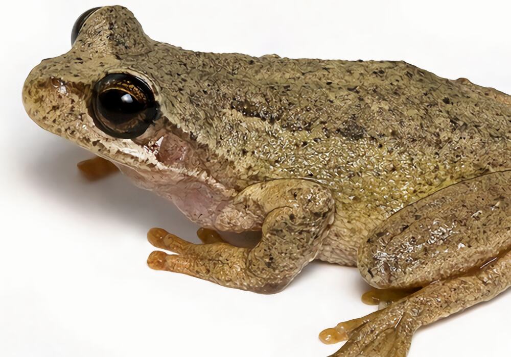 棕树蛙身份信息