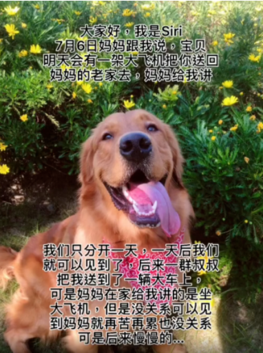 网红狗siri离世,上亿网友为其发声,要求托运公司给个说法