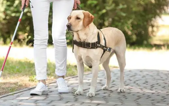 导盲犬真的很忠诚 | 导盲犬飞身挡车救主人 重伤仍守护不离开 真的是人类最忠诚的朋友