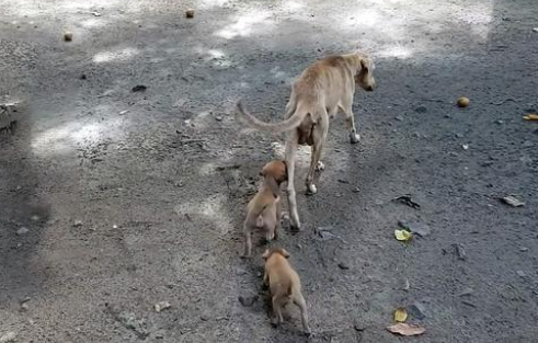 瘦到皮包骨的流浪狗妈妈，把食物让给小狗，还带好心人去看孩子