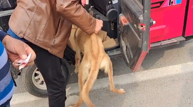 瘦马犬可怜巴巴地看着大叔,可最后还是350块被卖给了狗贩子