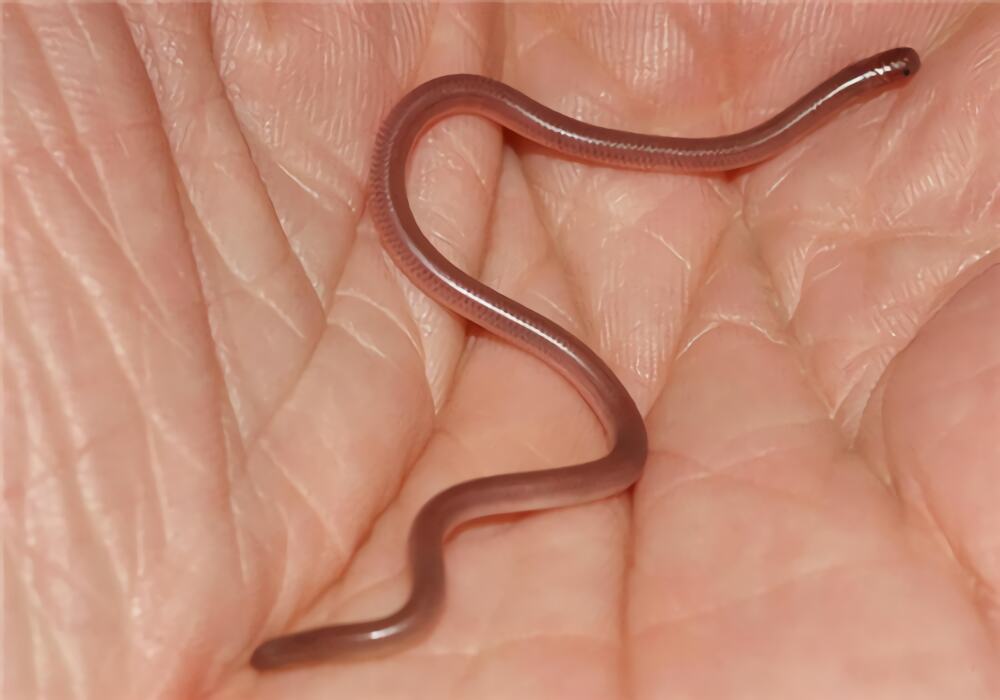 钩盲蛇身份信息