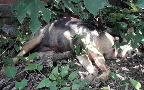 狗妈妈刚生完小狗崽就被毒死 遗留未开眼6只幼犬