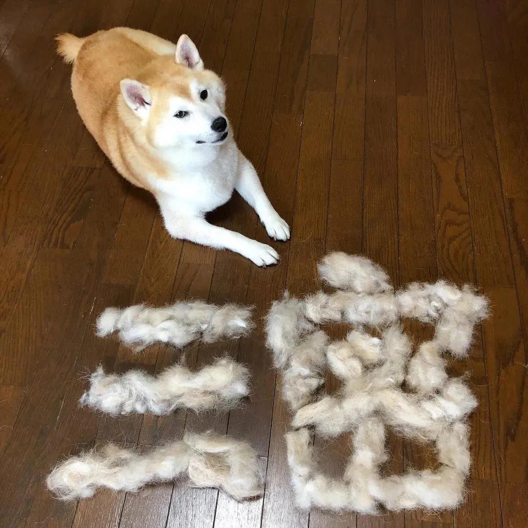 家里疯狂掉毛的狗子竟让铲屎官成了一个书法家!