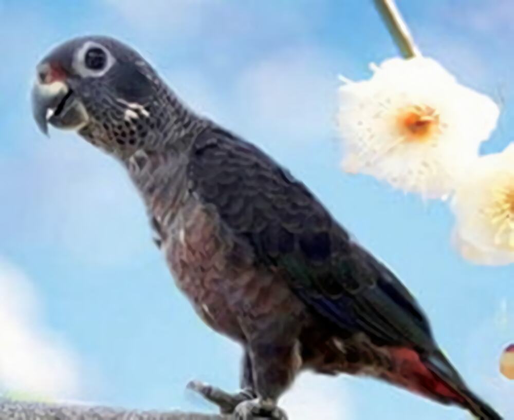 暗色鹦鹉身份信息