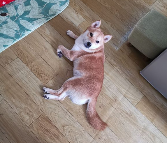 柴犬醒来发觉主人家家里,它非要闹着出来,結果把它“打包”了