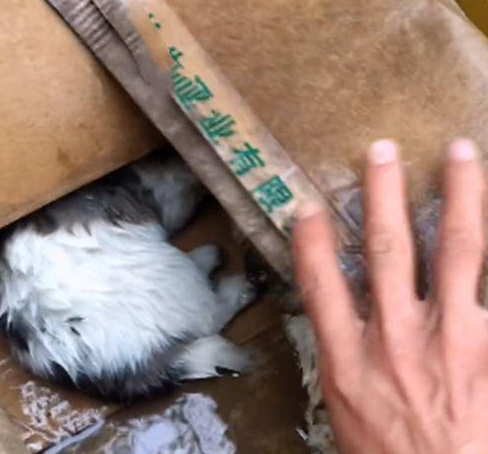 暴雨后门口多出了个纸箱,男子打开后愣住了:谁放门口的小奶狗?