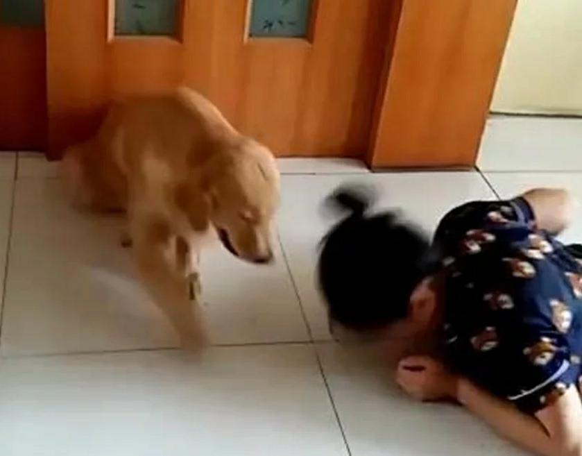 主人测试狗狗,自己装死倒地,狗狗的举动很暖心!