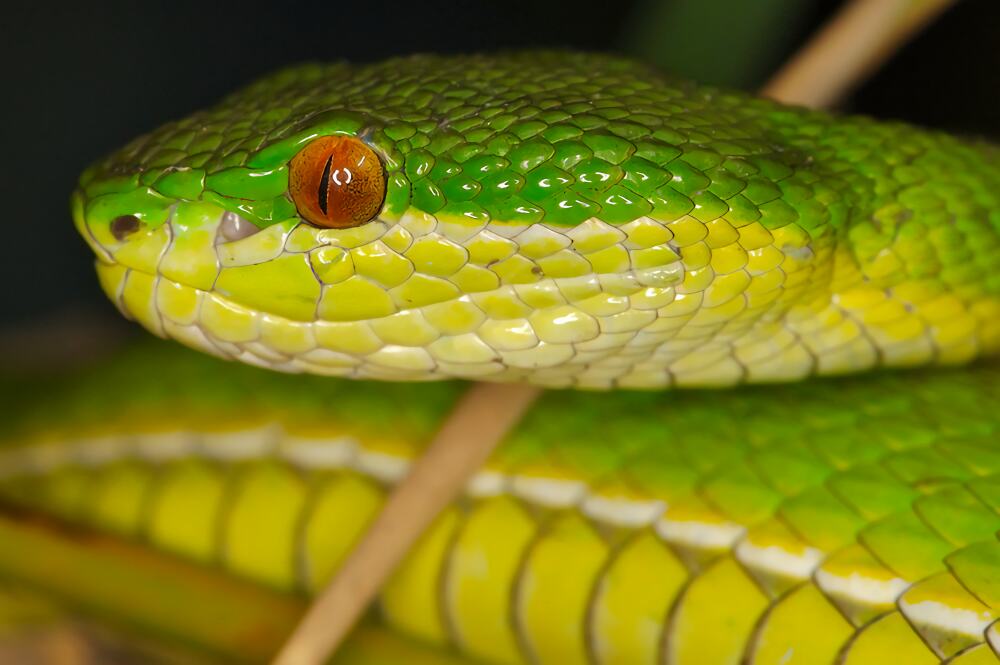 白唇竹叶青身份信息