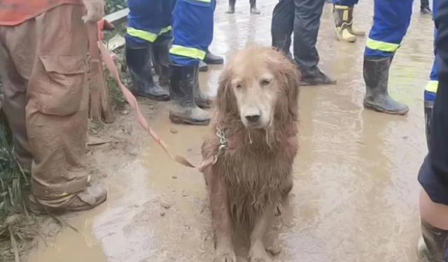 那只让全国网友泪崩的搜救犬退役后,竟被宠成了爱拆家的铁憨憨!
