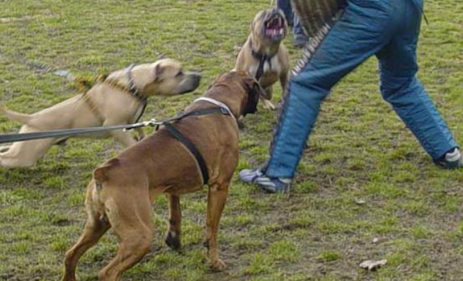 美国跨州斗狗团伙被破获：89只狗重获新生