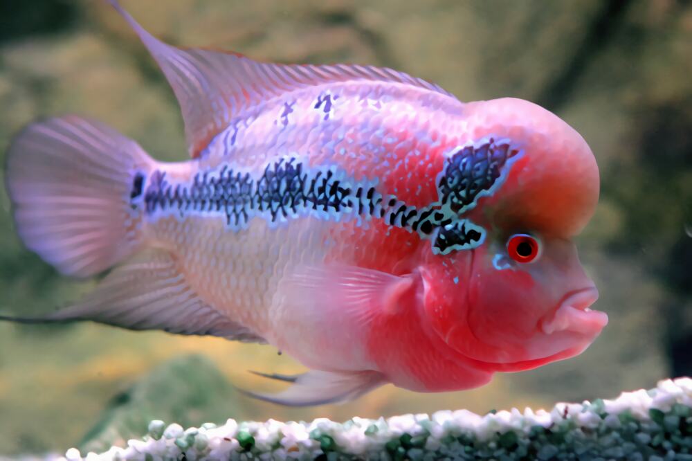 花罗汉身份信息