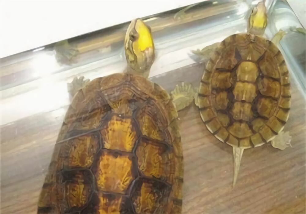 潘氏闭壳龟身份信息