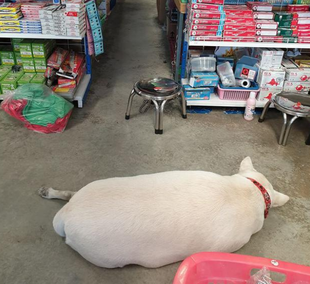 农村大爷收养的田园犬,从不吃狗粮,竟胖成一只猪