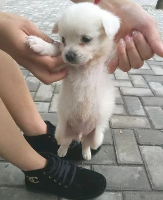 溜达中途“冲出”一只小奶狗,女友见后喜爱的了不得