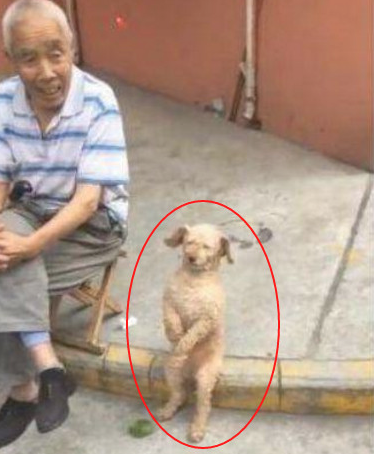 把泰迪送去爷爷家寄养宠物一个礼拜回家后见到它有态度的座姿笑喷了