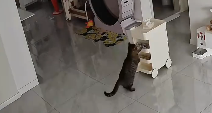 吉林小猫家中化身“列车员”，推着零食车满屋跑