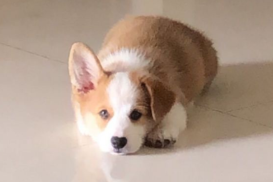 柯基入睡十分老实巴交，睡一宿都不换姿态，狗：咱害怕乱动